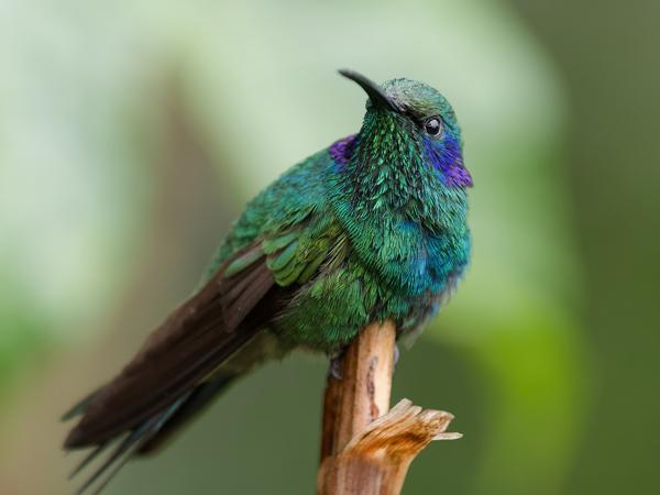<h3><a href="/trips/costa-rica/biota/animalia/chordata/aves/apodiformes/trochilidae/colibri cyanotus/colibri cyanotus-nl.html">Colibri&nbsp;cyanotus</a> / Lesser&nbsp;violetear / Kleine&nbsp;violetoorkolibrie</h3>OM-1 Mark II met OLYMPUS M.150-400mm F4.5, 1/2000 sec  bij F4.5, ISO 6400, afstand 2.18&nbsp;m
